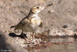 Starks Lark - Starks Leeuwerik - Spizocorys starki