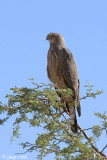 Southern Pale Chanting Goshawk - Grijze Zanghavik - Melierax canorus