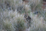 African Wild Cat - Afrikaanse Wilde Kat - Felis lybica