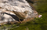 Lark-like Bunting - Leeuwerikgors - Emberiza impetuani