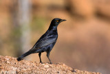 Pale-winged Starling - Vaalvleugelspreeuw - Onychognathus nabouroup