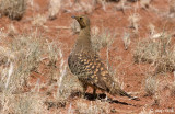 Namaqua Sandgrouse - Namaqua Zandhoen - Pterocles namaqua