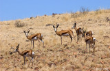 Springbok - Springbok -Antidorcas marsupialis