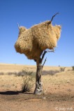 Abandoned nest of Sociable Weavers- Verlaten nest van Republikeinwevers