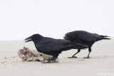 Carion Crow - Zwarte Kraai - Corvus corone