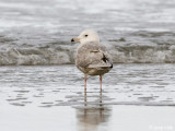 Iceland Gull - Kleine Burgemeester - Larus glaucoides