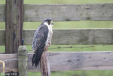 Peregrine - Slechtvalk - Falco peregrinus