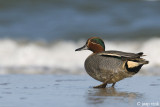 Common Teal - Wintertaling - Anas crecca