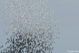 Bar-tailed Godwit - Rosse Grutto - Limosa lapponica
