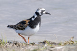 Turnstone - Steenloper - Arenaria interpres