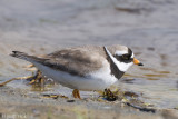 Ringed Plover - Bontbekplevier - Charadrius hiaticula