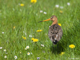 Black-tailed Godwit - Grutto - Limosa limosa