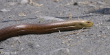 European Glass Lizard - Scheltopusik - Pseudopus apodus