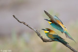 Bee-eater - Bijeneter - Merops apiaster