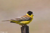 Black-headed Bunting - Zwartkopgors - Emberiza melanocephala