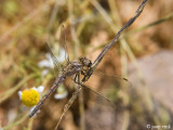 Southern Skimmer - Zuidelijke Oeverlibel - Orthetrum brunneum