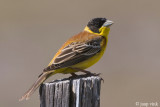 Cretzschmars Bunting - Bruinkeelortolaan - Emberiza caesia