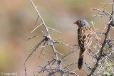 Cretzschmars Bunting - Bruinkeelortolaan - Emberiza caesia