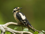 Great Spotted Woodpecker - Grote Bonte Specht -Dendrocopos major