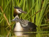 Great Crested Grebe - Fuut - Podiceps cristatus