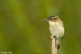 Sedge Warbler - Rietzanger - Acrocephalus schoenobaenus
