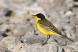 Black-headed Wagtail - Balkankwikstaart - Motacilla feldegg