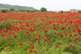 Common Poppy - Klaproos - Papaver rhoeas