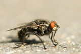Common Flesh Fly - Dambordvlieg - Sarcophaga carnaria
