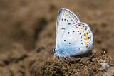 Amandas Blue - Wikkeblauwtje - Polyommatus amandus