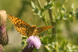 Niobe Fritillary - Duinparelmoervlinder - Argynnis niobe