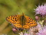 Niobe Fritillary - Duinparelmoervlinder - Argynnis niobe