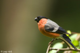 Bullfinch - Goudvink - Pyrrhula pyrrhula