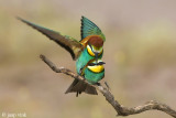 Bee-eater - Bijeneter - Merops apiaster