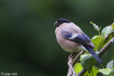 Bullfinch - Goudvink - Pyrrhula pyrrhula