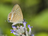 Long-tailed Blue - Tijgerblauwtje - Lampides boeticus