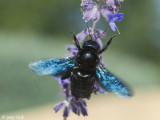 Carpenter Bee - Blauwzwarte Houtbij - Xylocopa violacea