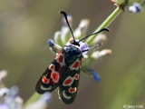 Provence Burnet Moth - Zygaena occitanica