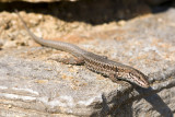 Common Wall Lizard - Muurhagedis - Podarcis muralis