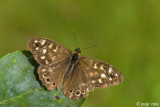 Speckled Wood - Bont Zandoogje - Pararge aegeria