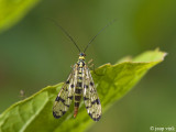 Scorpionfly - Schorpioenvlieg - Panorpa germanica