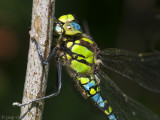 Southern Hawker - Blauwe Glazenmaker - Aeshna cyanea