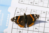 Red Admiral - Atalanta - Vanessa atalanta
