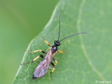 Ichneumon wasp - Parasitaire wesp - Ichneumon spec.