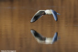 Larus ridibundus (black headed gull-gabbiano comune