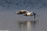 Larus ridibundus (black headed gull-gabbiano comune)