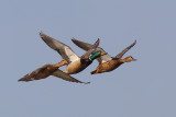 Anas platyrhyncos (mallard-germano reale)