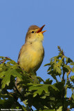 Hippolais polyglotta (melodious warbler - canapino)