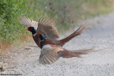 Phasianus colchicus(pheasant-fagiano comune)