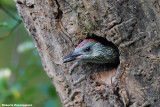 Picus viridis (picchio verde-green woodpacker)