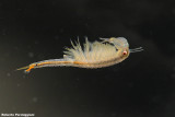 Chirocephalus ruffoi  (chirocefalo)